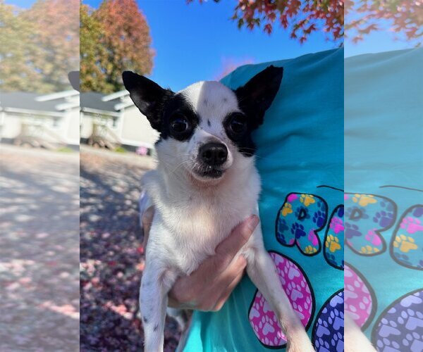 Medium Photo #2 Chihuahua Puppy For Sale in Thomasville, NC, USA