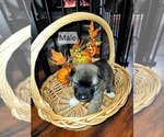 Small #5 Akita