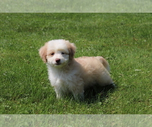 Aussie-Poo Puppy for sale in SHILOH, OH, USA