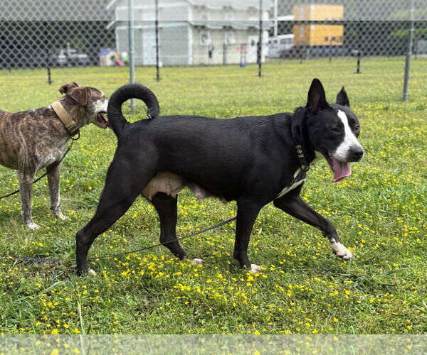 Medium Photo #11 Mutt Puppy For Sale in Virginia Beach, VA, USA