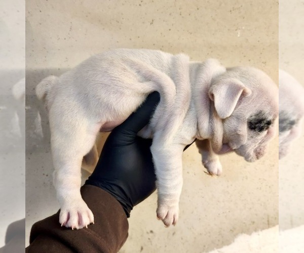 Medium Photo #3 English Bulldog Puppy For Sale in CHICAGO, IL, USA
