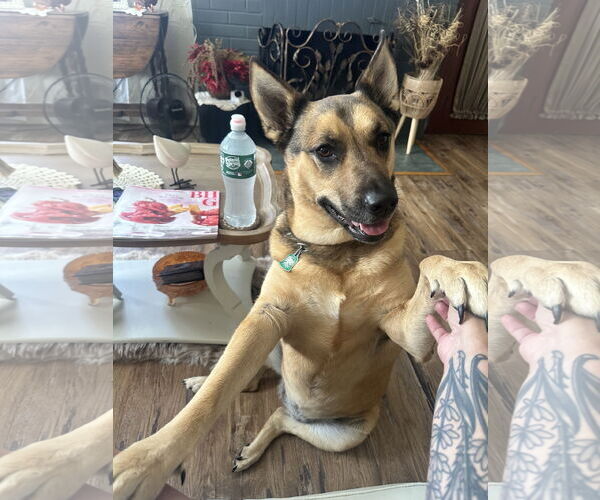 Medium Photo #3 Australian Shepherd-German Shepherd Dog Mix Puppy For Sale in SHERBURNE, NY, USA