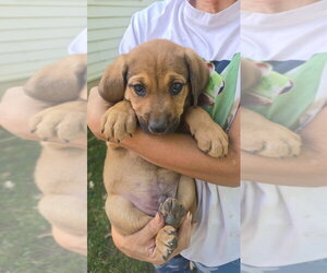Pumpkin - Male Australian Shepherd-Black Mouth Cur Mix Dog for Adoption - Photo #2