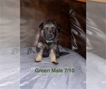 Small #3 German Shepherd Dog