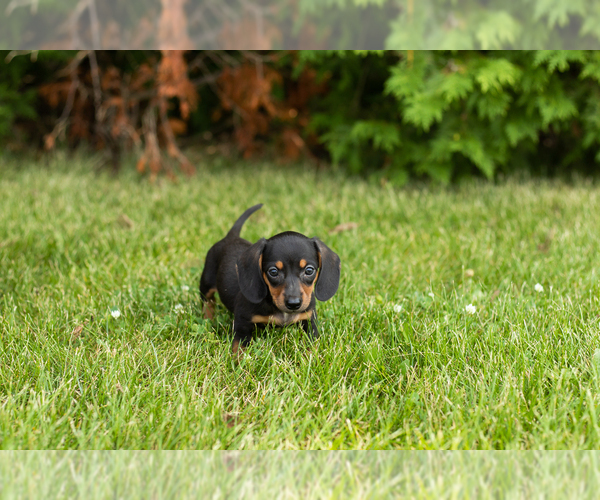 Medium Photo #19 Dachshund Puppy For Sale in MILFORD, IN, USA