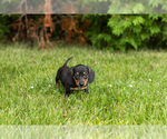 Small #18 Dachshund