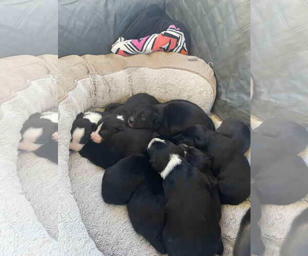 Medium Photo #4 Shepradors Puppy For Sale in MIDWAY, UT, USA