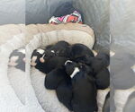 Small #3 Shepradors