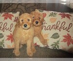 Small #26 Goldendoodle