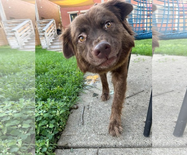 Medium Photo #3 Mutt Puppy For Sale in Germantown, OH, USA