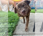 Small #2 Mutt
