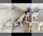 Small Photo #9 German Shepherd Dog Puppy For Sale in BRUSH PRAIRIE, WA, USA