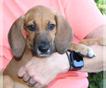 Small #3 Treeing Walker Coonhound Mix
