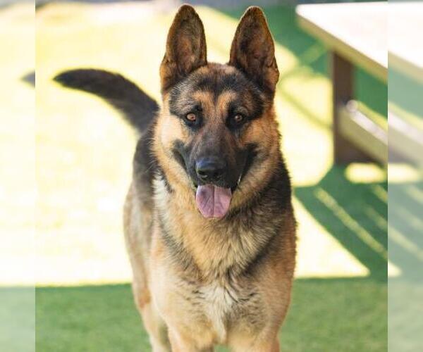 Medium Photo #1 German Shepherd Dog Puppy For Sale in Camarillo, CA, USA