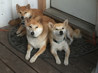 Mother of the Shiba Inu puppies born on 10/03/2018