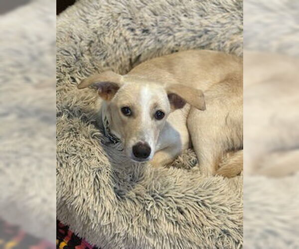 Medium Photo #5 Chihuahua-Unknown Mix Puppy For Sale in San Diego, CA, USA