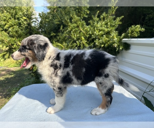 Medium Photo #20 Australian Shepherd Puppy For Sale in HYDEN, KY, USA