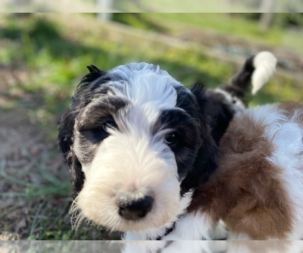 Medium Photo #35 Bernedoodle Puppy For Sale in GEORGETOWN, DE, USA