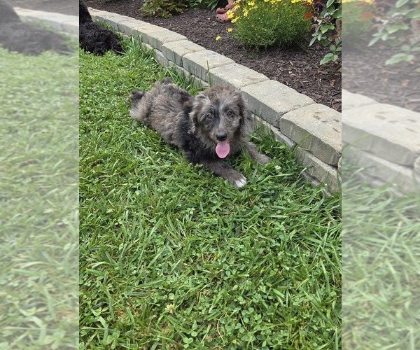 Medium Photo #15 Aussiedoodle Puppy For Sale in SALISBURY, PA, USA