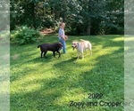Small Photo #1 Labrador Retriever Puppy For Sale in AUGUSTA, WI, USA