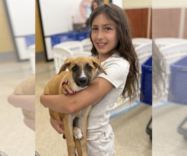 Medium Photo #5 Black Mouth Cur-Unknown Mix Puppy For Sale in Brewster, NY, USA