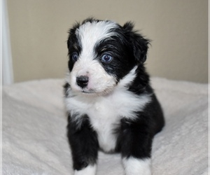 Miniature Australian Shepherd Puppy for sale in WICHITA FALLS, TX, USA