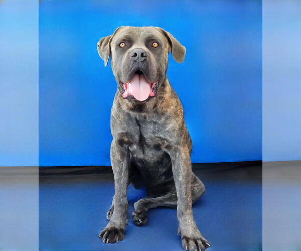 Medium Photo #2 Mutt Puppy For Sale in Pasadena, CA, USA