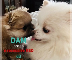 Mother of the Pomeranian puppies born on 06/15/2025