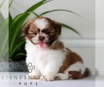 Small #3 Shih Tzu