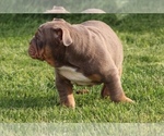 Small Photo #21 English Bulldog Puppy For Sale in HAGERSTOWN, MD, USA