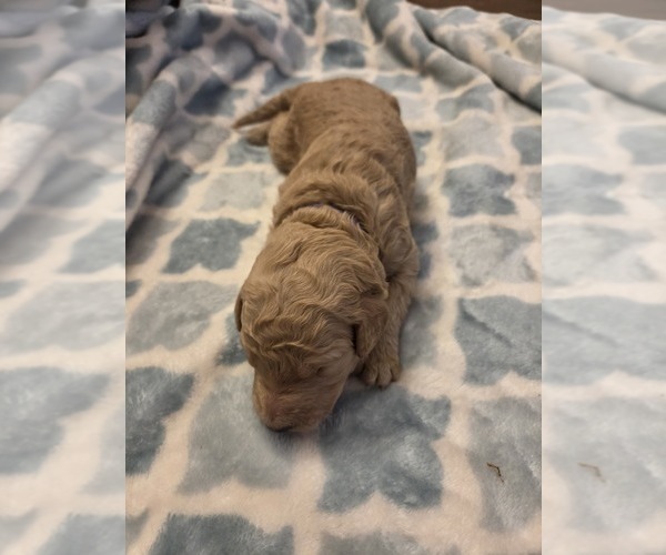 Medium Photo #7 Goldendoodle Puppy For Sale in BURLESON, TX, USA