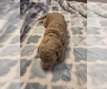 Small #6 Goldendoodle