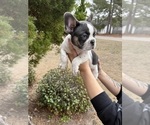 Puppy 4 French Bulldog