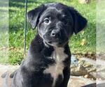 Small #1 Labrador Retriever Mix