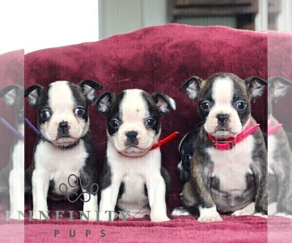 Medium Photo #2 Boston Terrier Puppy For Sale in PORT ROYAL, PA, USA
