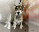 Small Siberian Husky