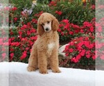 Small Photo #7 Poodle (Standard) Puppy For Sale in GAP, PA, USA