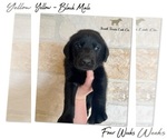 Small Photo #11 Labrador Retriever Puppy For Sale in SEGUIN, TX, USA