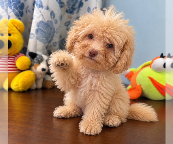 Medium Photo #39 Bichpoo Puppy For Sale in DURHAM, CT, USA