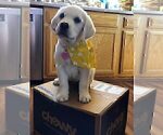 Small #17 Labrador Retriever