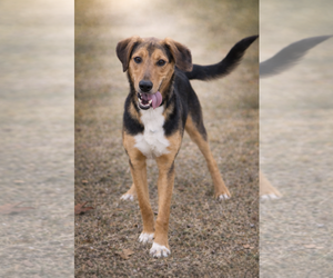 German Shepherd Dog-Unknown Mix Dogs for adoption in Rustburg, VA, USA