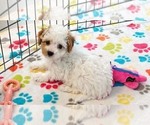 Small #10 Cavapoo (Miniature)-Poodle (Toy) Mix