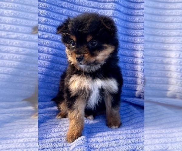 Medium Photo #1 Yorkshire Terrier Puppy For Sale in FAIR HAVEN, MI, USA