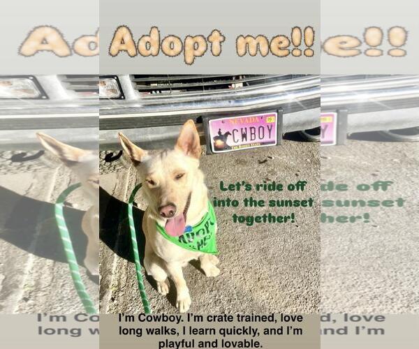 Medium Photo #5 Shepradors Puppy For Sale in Incline Village, NV, USA