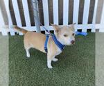 Small Norwich Terrier Mix