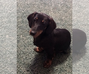 Dachshund Puppy for sale in BENNINGTON, OK, USA