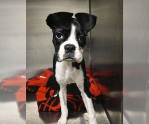 Boxer Dogs for adoption in Decatur, IL, USA