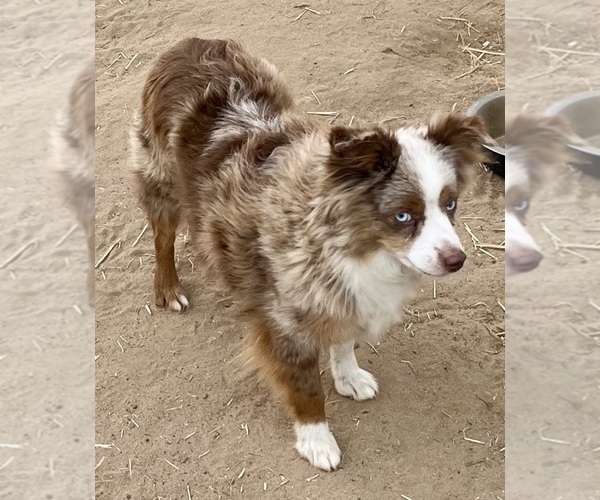 Medium Photo #5 Miniature Australian Shepherd Puppy For Sale in FORT MORGAN, CO, USA