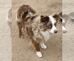 Small #4 Miniature Australian Shepherd