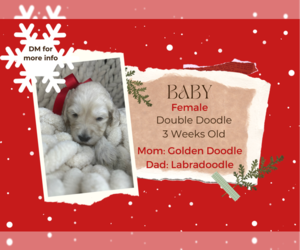 Double Doodle Puppy for sale in PERRIS, CA, USA
